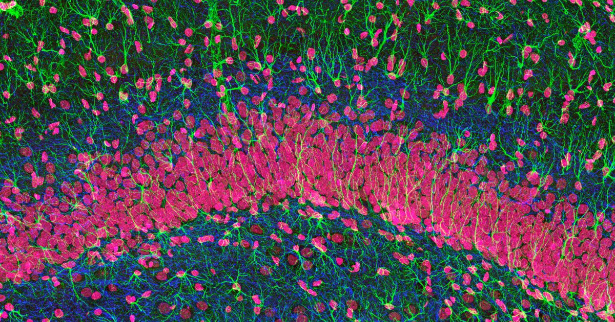 Read more about the article Neurons are not the only brain cells that think | The Economist